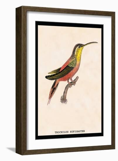 Hummingbird: Trochilus Rufigaster-Sir William Jardine-Framed Art Print