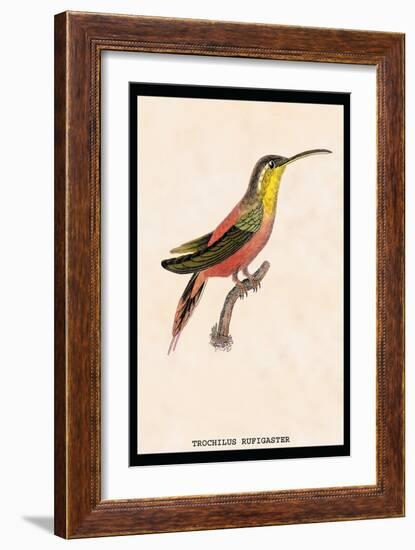 Hummingbird: Trochilus Rufigaster-Sir William Jardine-Framed Art Print