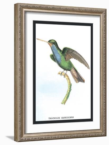 Hummingbird: Trochilus Saphirinus-Sir William Jardine-Framed Art Print