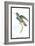 Hummingbird: Trochilus Saphirinus-Sir William Jardine-Framed Art Print
