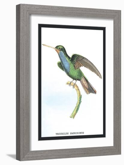 Hummingbird: Trochilus Saphirinus-Sir William Jardine-Framed Art Print