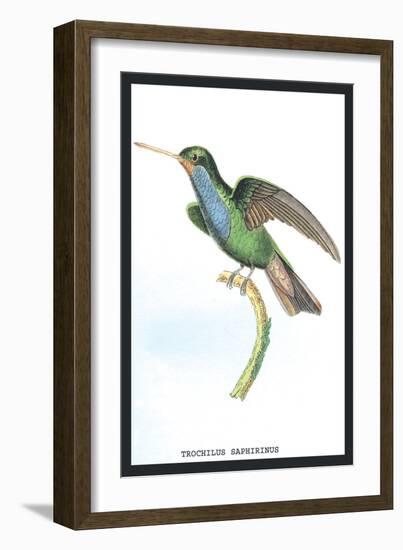 Hummingbird: Trochilus Saphirinus-Sir William Jardine-Framed Art Print