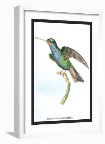 Hummingbird: Trochilus Saphirinus-Sir William Jardine-Framed Art Print