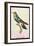 Hummingbird: Trochilus Scuataus-Sir William Jardine-Framed Art Print