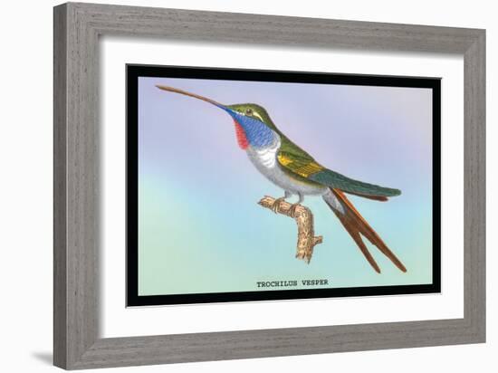 Hummingbird: Trochilus Vesper-Sir William Jardine-Framed Art Print