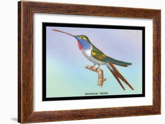Hummingbird: Trochilus Vesper-Sir William Jardine-Framed Art Print