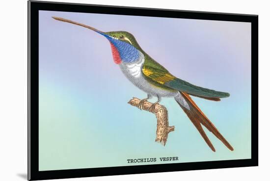Hummingbird: Trochilus Vesper-Sir William Jardine-Mounted Art Print