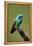 Hummingbird V-Larry Malvin-Framed Premier Image Canvas