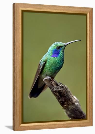 Hummingbird V-Larry Malvin-Framed Premier Image Canvas