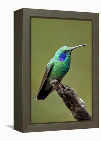 Hummingbird V-Larry Malvin-Framed Premier Image Canvas