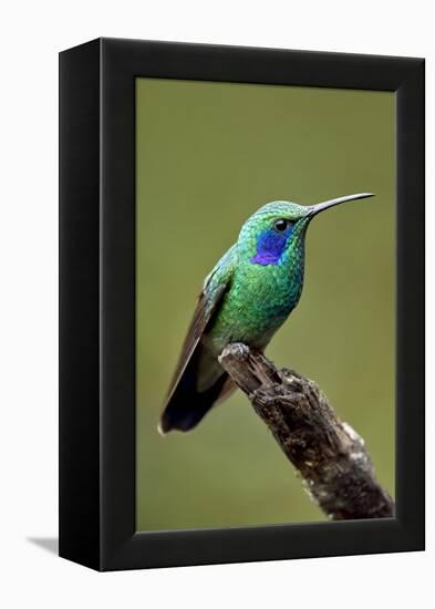 Hummingbird V-Larry Malvin-Framed Premier Image Canvas