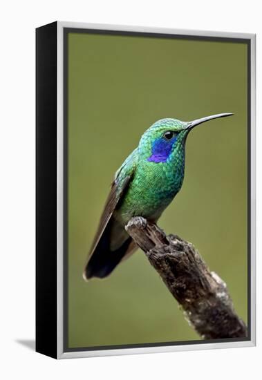 Hummingbird V-Larry Malvin-Framed Premier Image Canvas