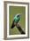 Hummingbird V-Larry Malvin-Framed Photographic Print