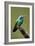 Hummingbird V-Larry Malvin-Framed Photographic Print