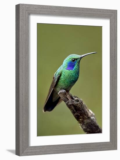 Hummingbird V-Larry Malvin-Framed Photographic Print