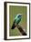 Hummingbird V-Larry Malvin-Framed Photographic Print