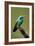 Hummingbird V-Larry Malvin-Framed Photographic Print