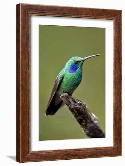 Hummingbird V-Larry Malvin-Framed Photographic Print