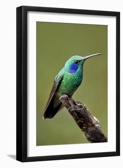 Hummingbird V-Larry Malvin-Framed Photographic Print