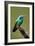 Hummingbird V-Larry Malvin-Framed Photographic Print