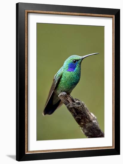 Hummingbird V-Larry Malvin-Framed Photographic Print