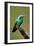 Hummingbird V-Larry Malvin-Framed Photographic Print