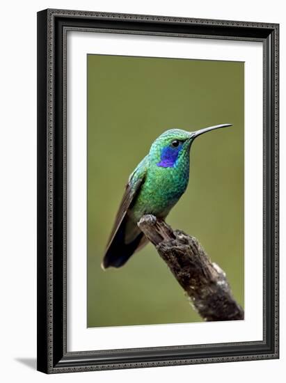 Hummingbird V-Larry Malvin-Framed Photographic Print
