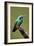 Hummingbird V-Larry Malvin-Framed Photographic Print