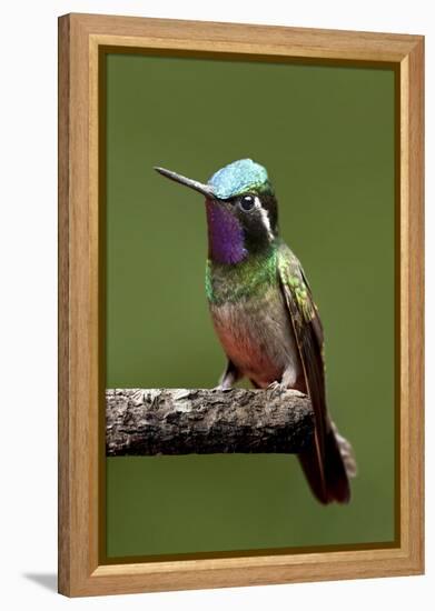 Hummingbird VI-Larry Malvin-Framed Premier Image Canvas