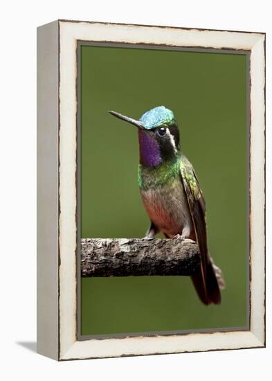 Hummingbird VI-Larry Malvin-Framed Premier Image Canvas