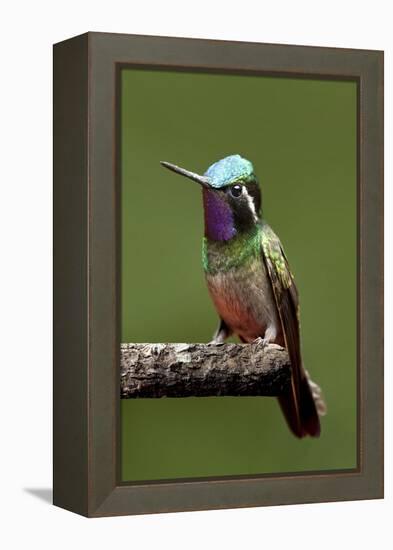 Hummingbird VI-Larry Malvin-Framed Premier Image Canvas