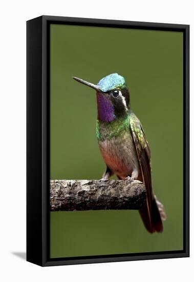 Hummingbird VI-Larry Malvin-Framed Premier Image Canvas