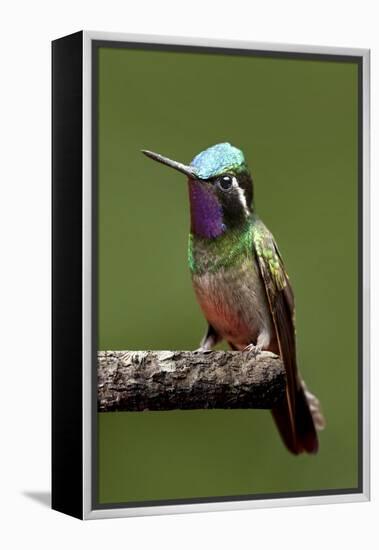 Hummingbird VI-Larry Malvin-Framed Premier Image Canvas