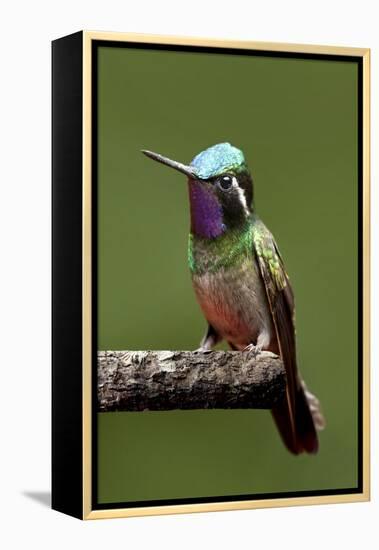 Hummingbird VI-Larry Malvin-Framed Premier Image Canvas