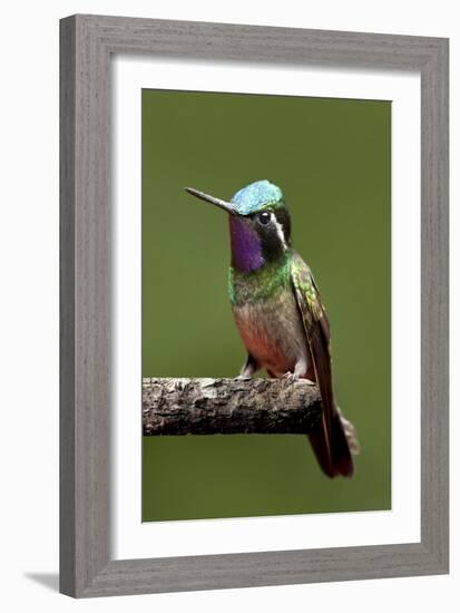 Hummingbird VI-Larry Malvin-Framed Photographic Print