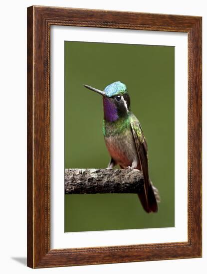 Hummingbird VI-Larry Malvin-Framed Photographic Print