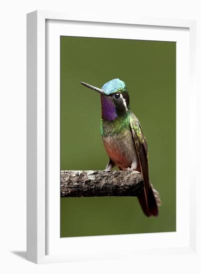 Hummingbird VI-Larry Malvin-Framed Photographic Print