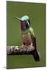 Hummingbird VI-Larry Malvin-Mounted Photographic Print
