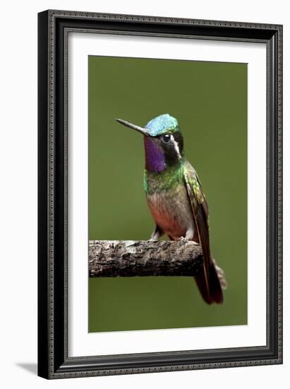 Hummingbird VI-Larry Malvin-Framed Photographic Print