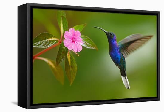 Hummingbird Violet Sabrewing Flying next to Beautiful Pink Flower-Ondrej Prosicky-Framed Premier Image Canvas