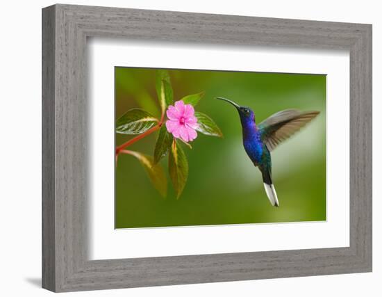 Hummingbird Violet Sabrewing Flying next to Beautiful Pink Flower-Ondrej Prosicky-Framed Photographic Print