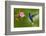 Hummingbird Violet Sabrewing Flying next to Beautiful Pink Flower-Ondrej Prosicky-Framed Photographic Print