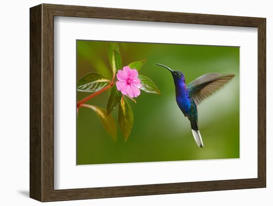 Hummingbird Violet Sabrewing Flying next to Beautiful Pink Flower-Ondrej Prosicky-Framed Photographic Print