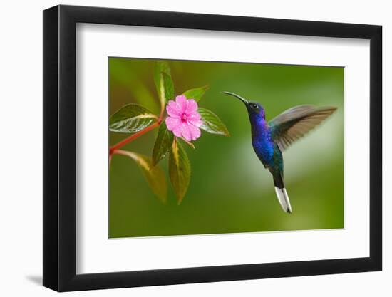 Hummingbird Violet Sabrewing Flying next to Beautiful Pink Flower-Ondrej Prosicky-Framed Photographic Print