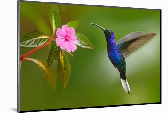 Hummingbird Violet Sabrewing Flying next to Beautiful Pink Flower-Ondrej Prosicky-Mounted Photographic Print