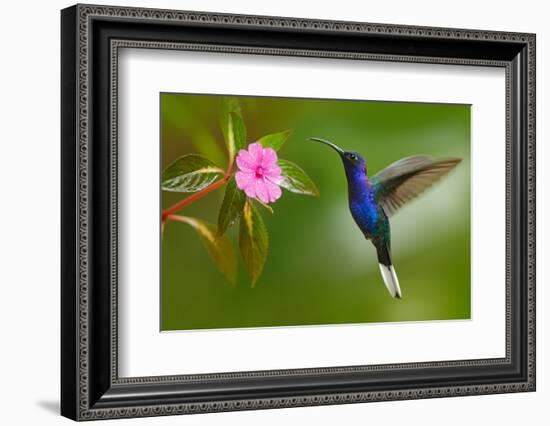 Hummingbird Violet Sabrewing Flying next to Beautiful Pink Flower-Ondrej Prosicky-Framed Photographic Print