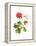 Hummingbird with Geranium, 2015-John Keeling-Framed Premier Image Canvas