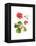 Hummingbird with Geranium, 2015-John Keeling-Framed Premier Image Canvas