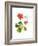 Hummingbird with Geranium, 2015-John Keeling-Framed Giclee Print