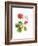 Hummingbird with Geranium, 2015-John Keeling-Framed Giclee Print